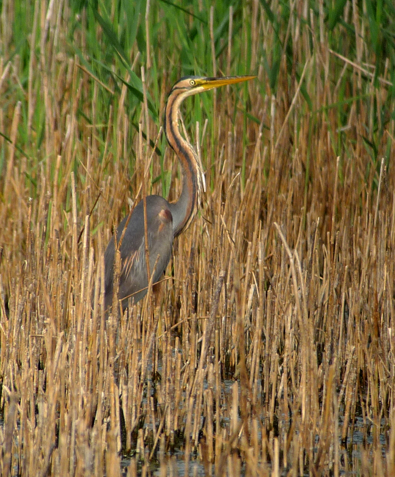 Purple Heron