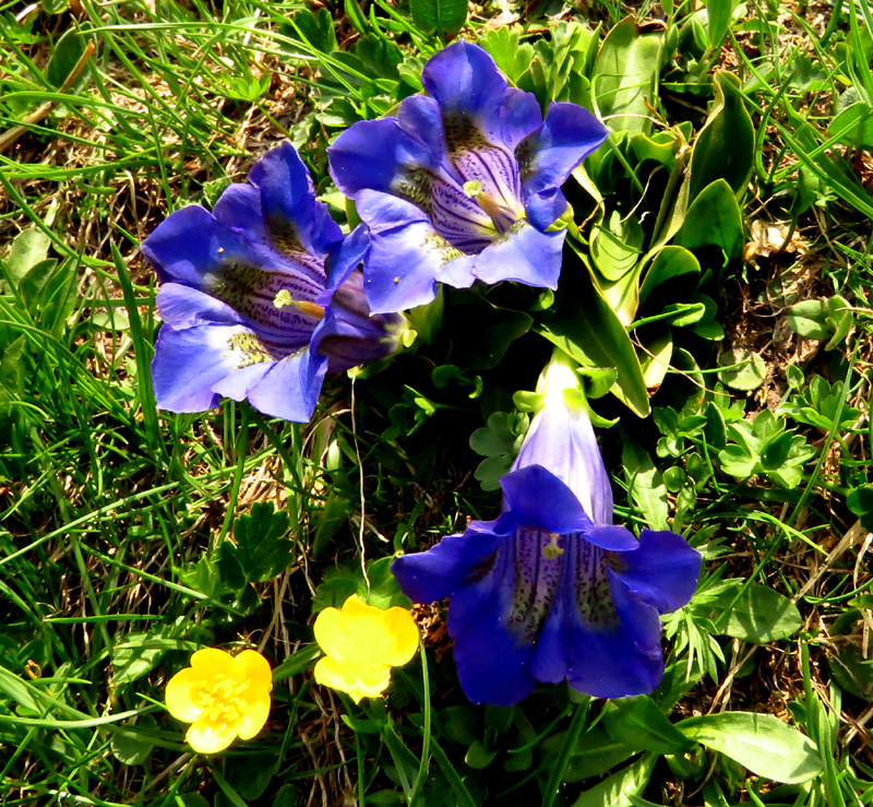 Stemless Gentian