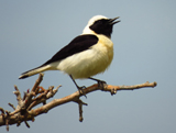 Black-eared Wheatear