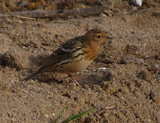 Red-throated Pipit 