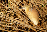 Squacco Heron 