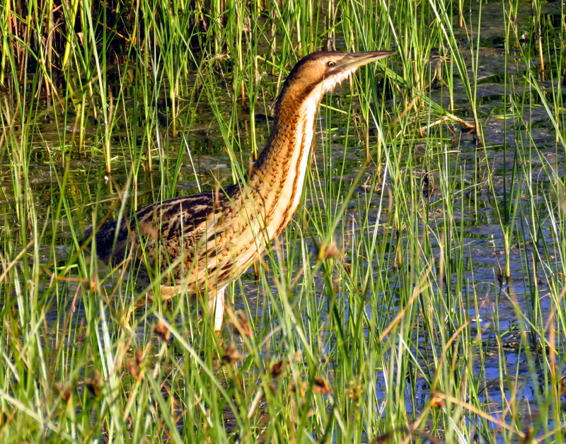 LESVOS: Spring Migration Magic - Great Bittern 