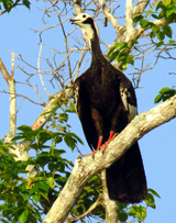 Blue-throated Piping Guan