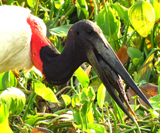 Jabiru