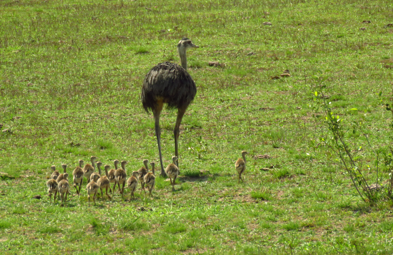 BRAZIL, PANTANAL - Greater Rheas