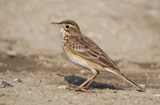 Richard's Pipit 