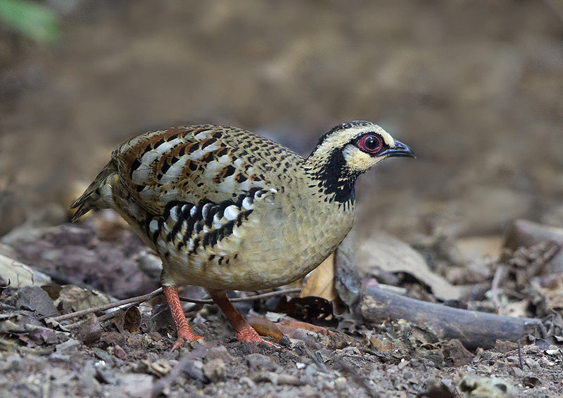 Bar-backed Partridge