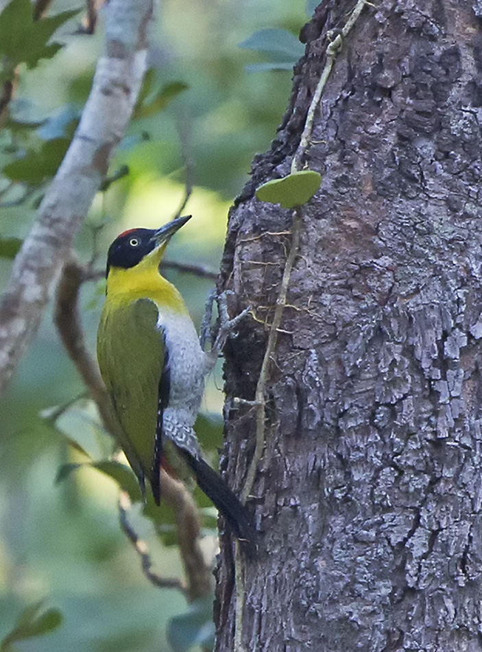 Black-headed Woodpecker 