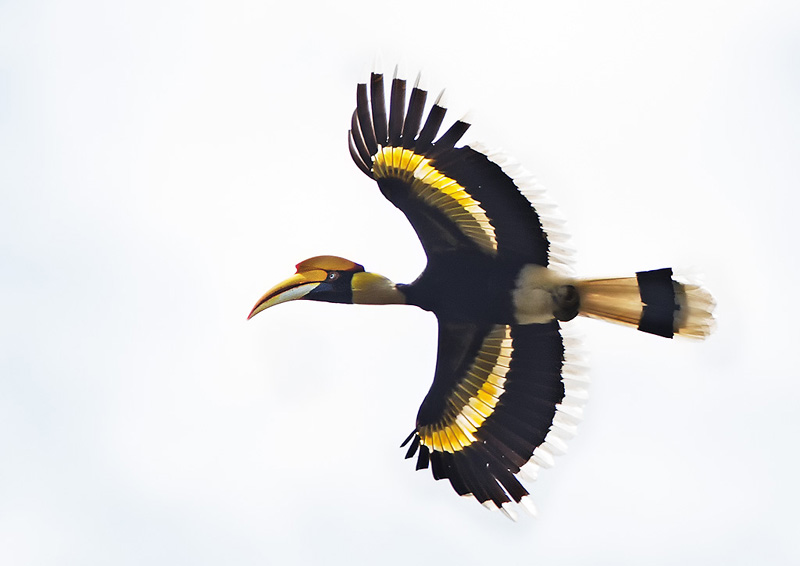 Great Hornbill 