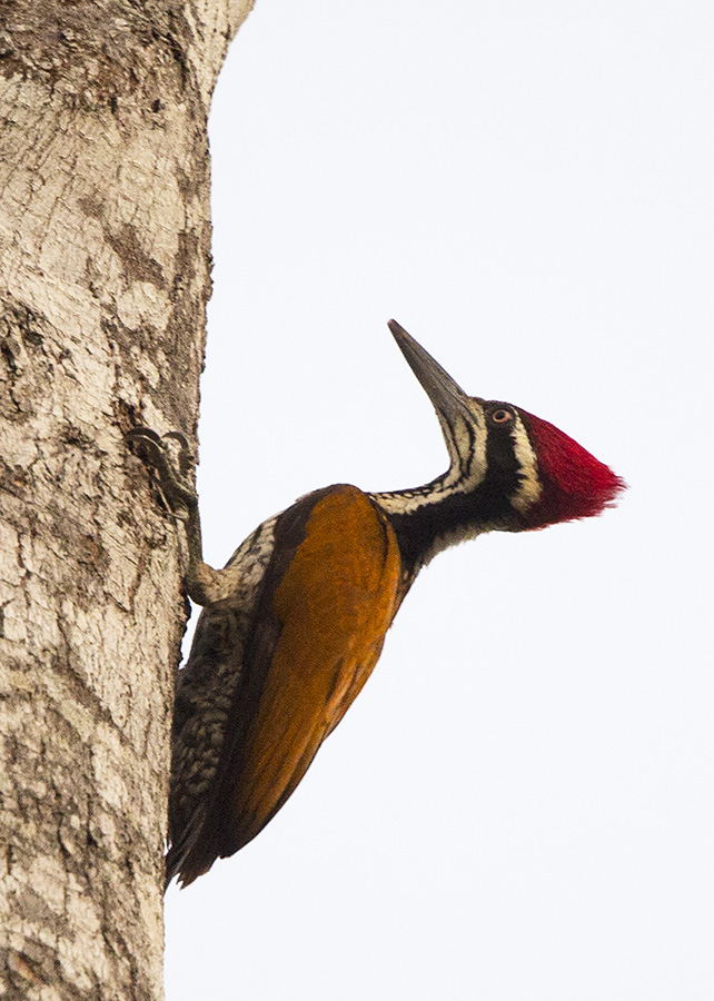 Greater Flameback