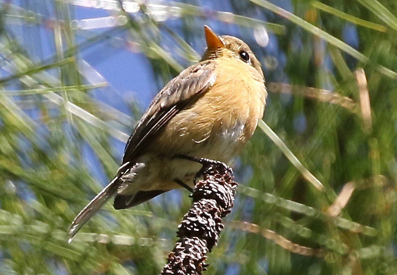 Buff-breasted Flycatcher. Photo by Frank Mantlik.