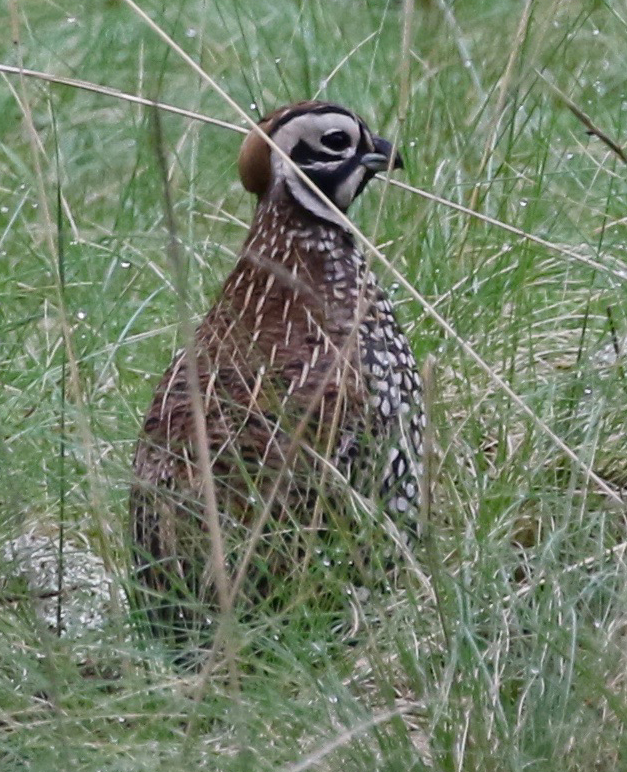 Montezuma Quail. Photo by Frank Mantlik.