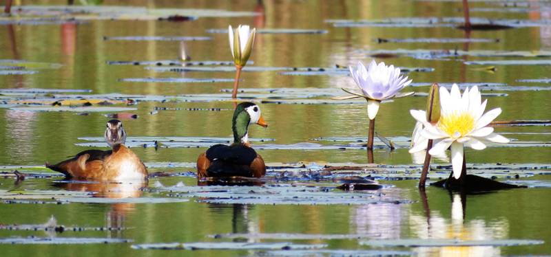 African Pygmy Goose