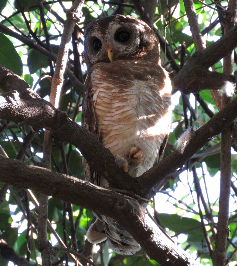 African Wood Owl