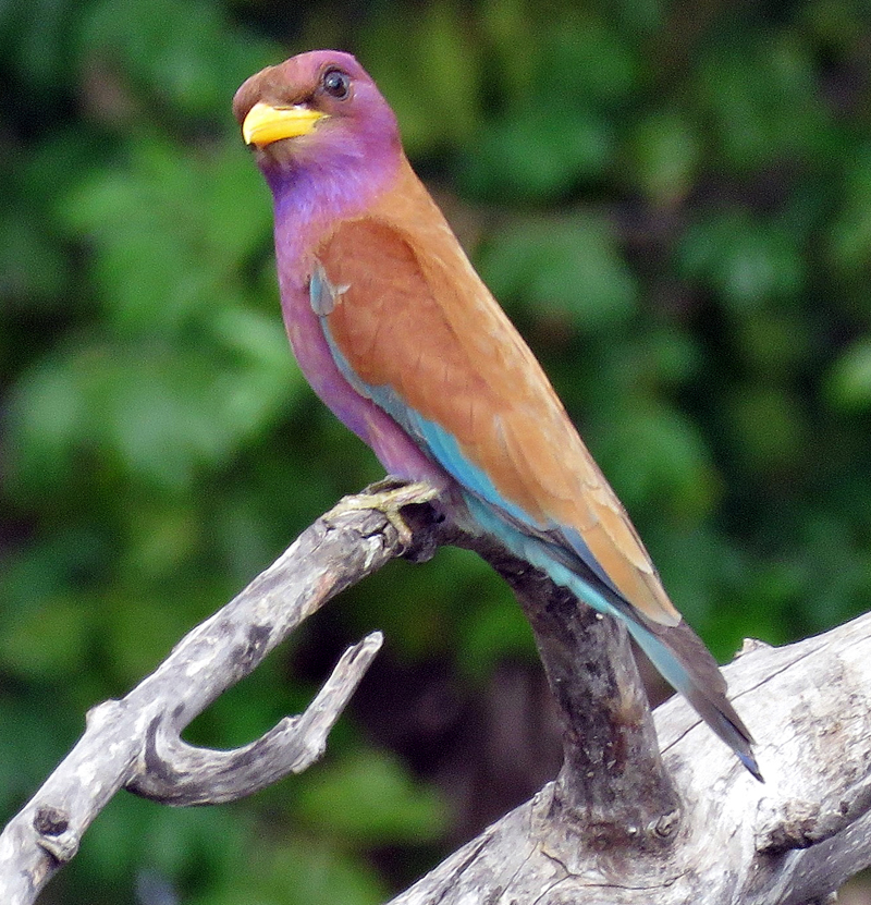 Broad-billed Roller