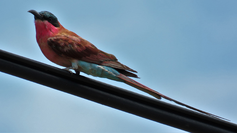 Southern Carmine Bee-eater