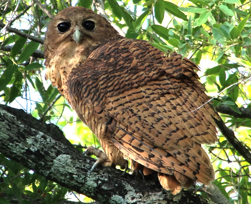 Pel's Fishing Owl 