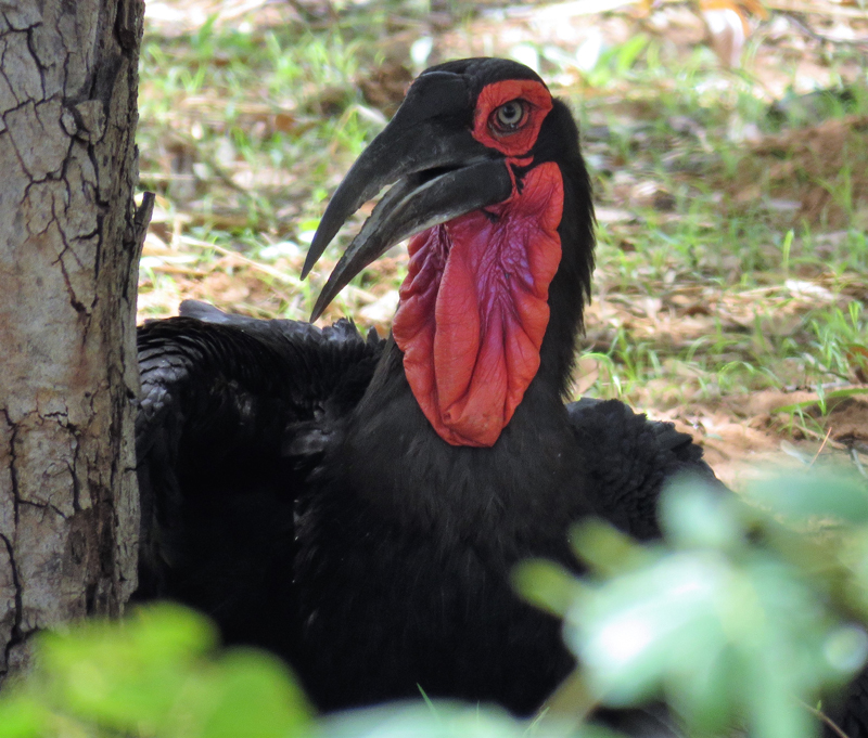 Southern Ground Hornbill