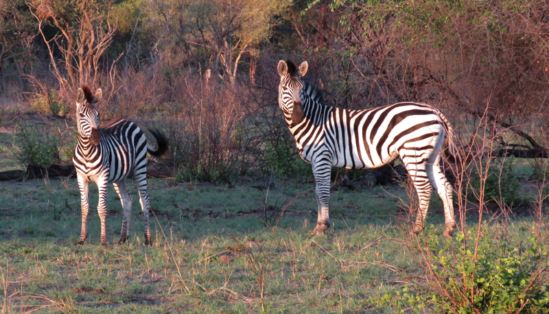 Burchell's Zebra