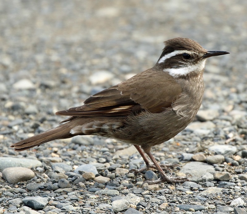 Dark-bellied Cinclodes. Photo by Steve Bird. 