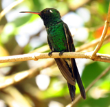 Cuban Emerald 