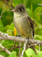 Cuban Pewee 