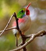 Cuban Tody 