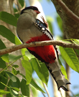 Cuban Trogon