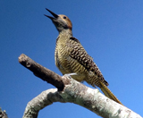 Fernandina's Flicker 