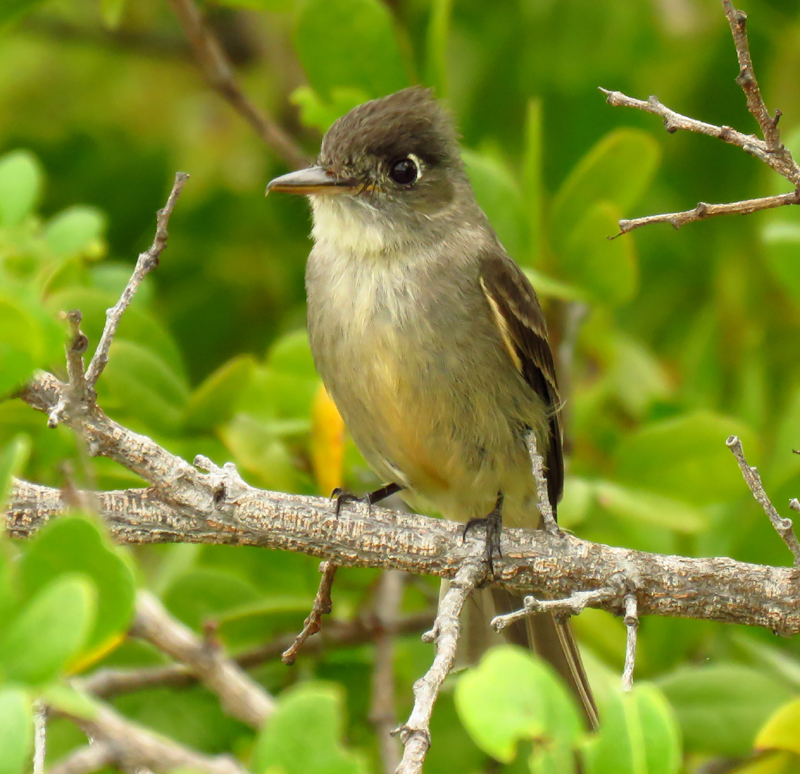 Cuban Pewee 