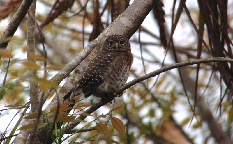 Cuban Pygmy Owl