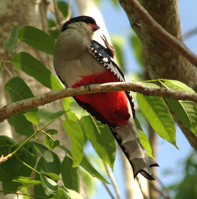 Cuban Trogon