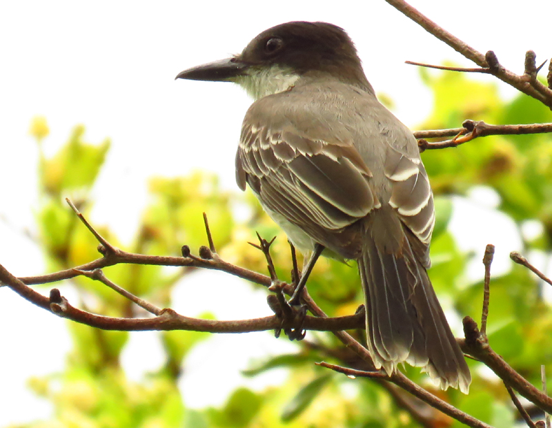 Loggerhead Kingbird 