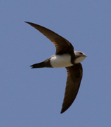 Alpine Swift 