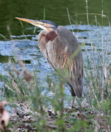 Purple Heron 