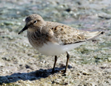 Temminck's Stint 