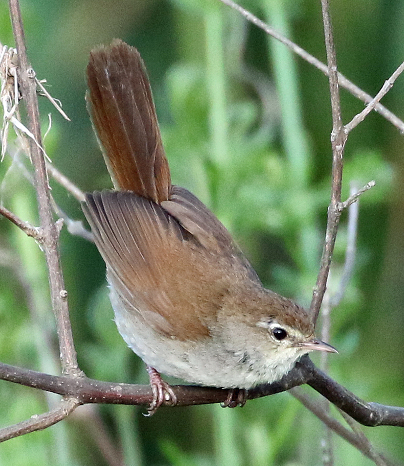 Cetti's Warbler