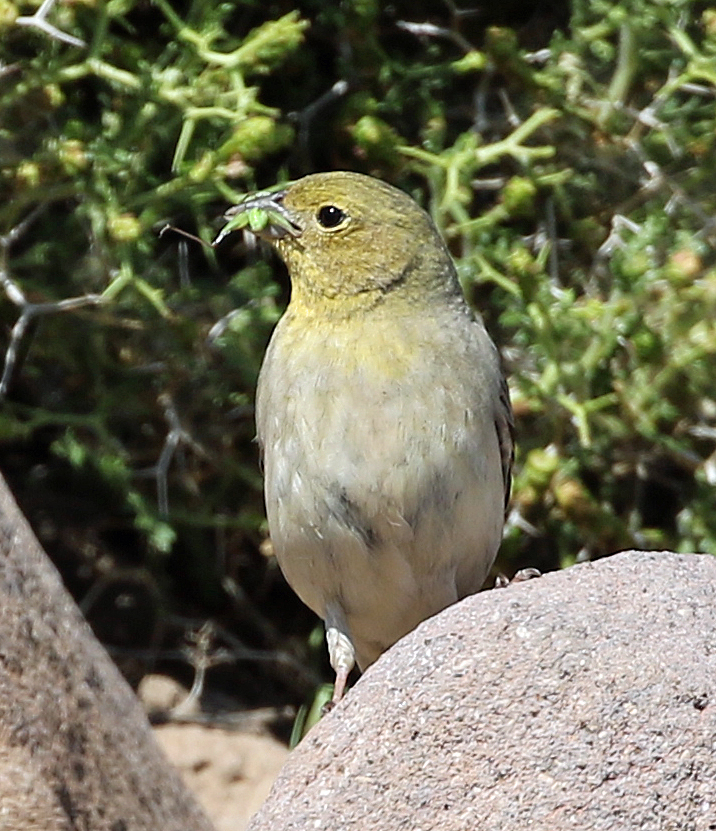 LESVOS, Greece - Cinereous Bunting 