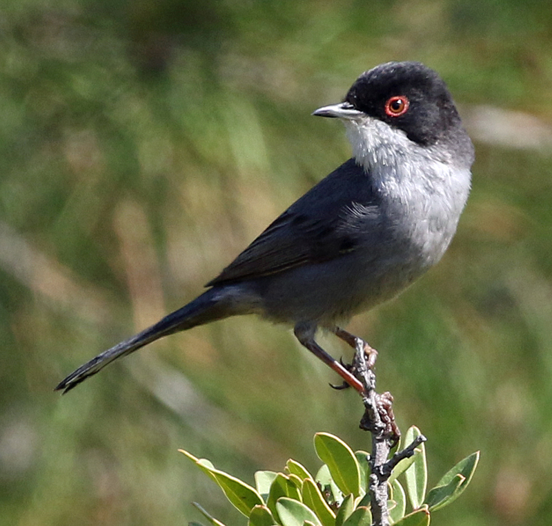 LESVOS, Greece - Sardinian Warbler 