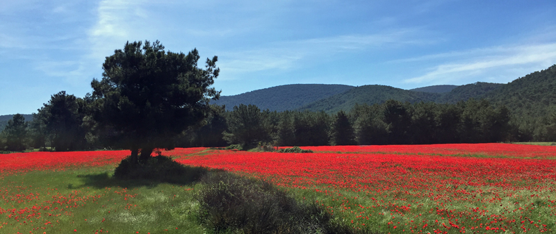 Poppy fields. Photo by Steve Bird.