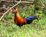 Sri Lanka Junglefowl