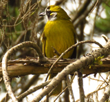 Yellow-eared Bulbul