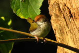 Common Tailorbird 