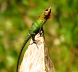 Green Garden Lizard 