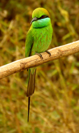 Little Green Bee-eater