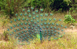 Indian Peafowl