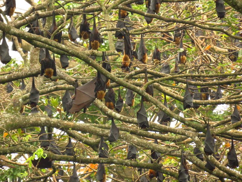 SRI LANKA - Indian Flying Fox