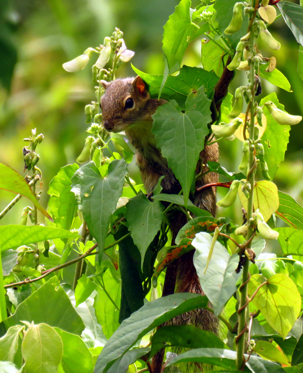 Indian Palm Squirrel 