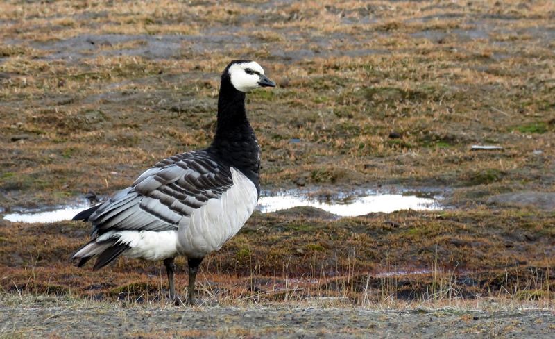 Barnacle Goose