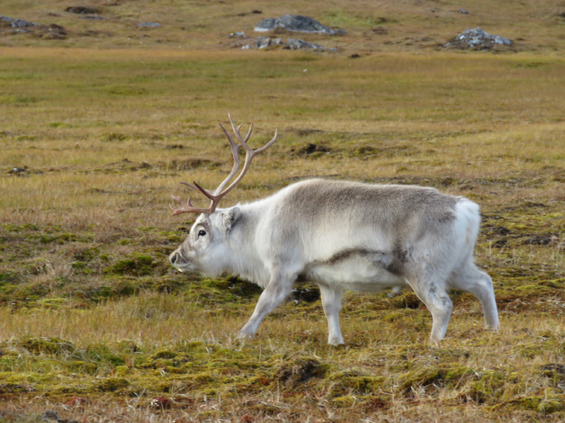 Svalbard Reindeer